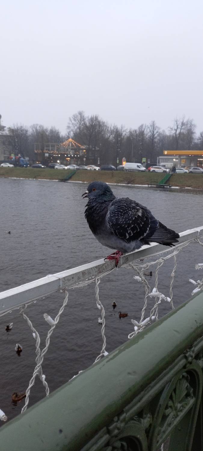 Photo #13704447