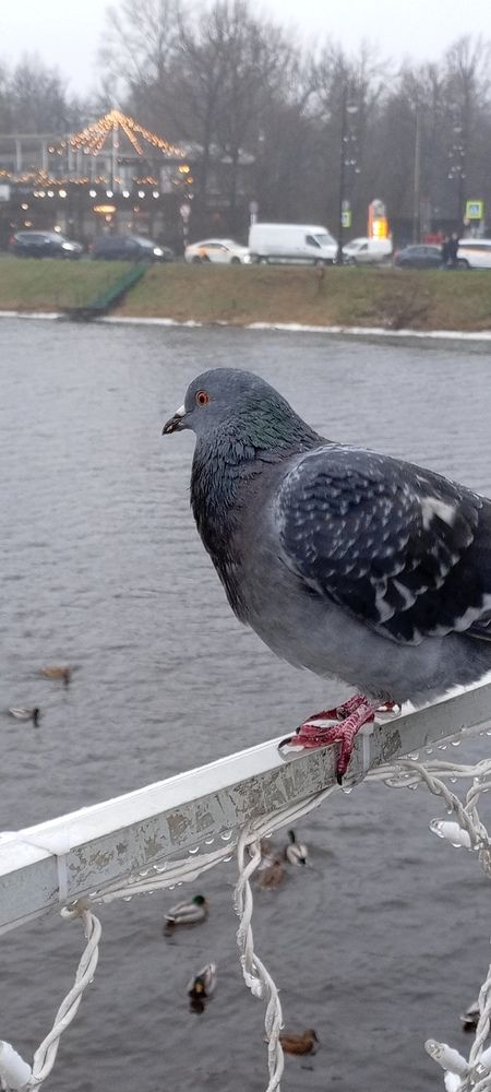 Photo #13704459