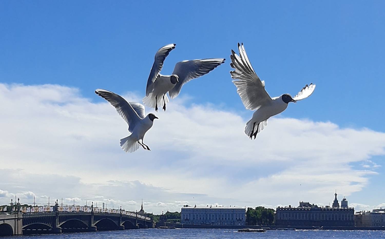 Photo #13704530