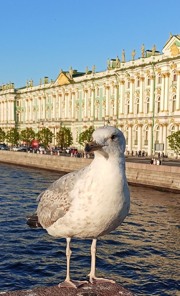 Питерская чайка на Дворцовом мосту