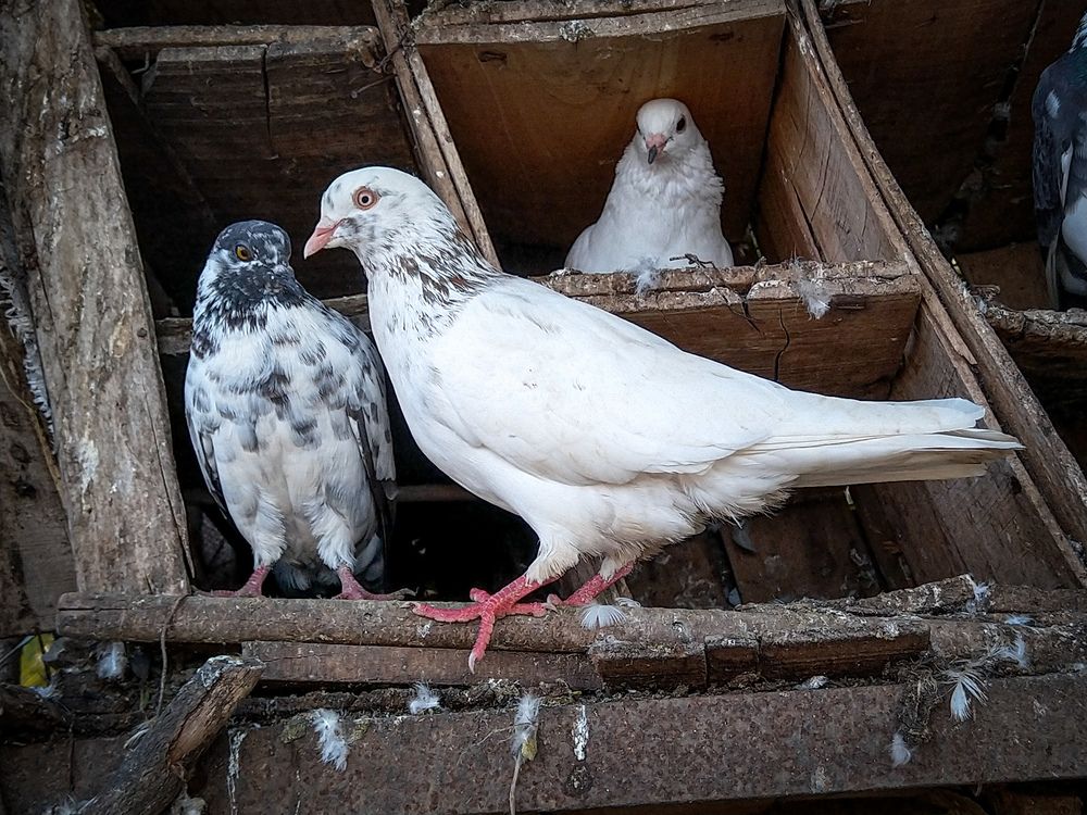 Photo #13704585