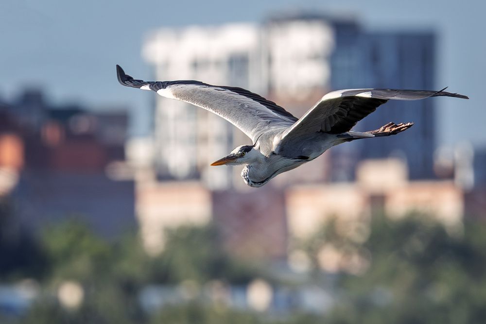 Photograph by Леонид Никитин