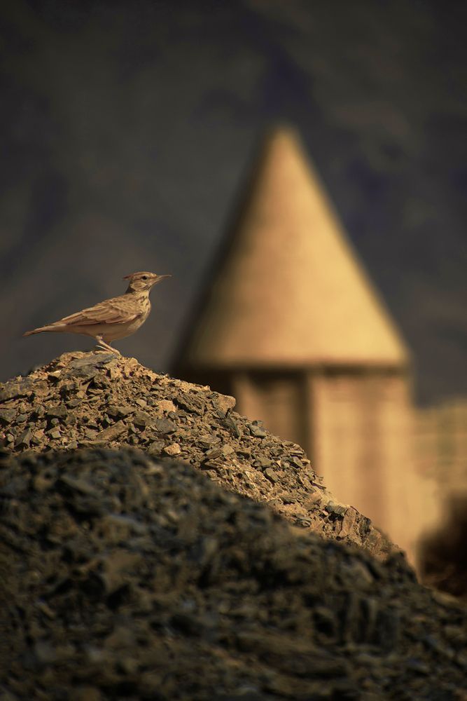 Skylark