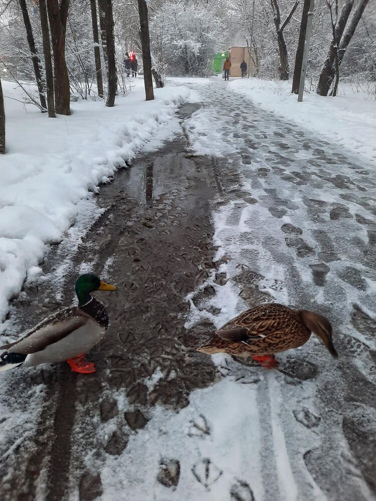 Photograph by Ольга Перкальска