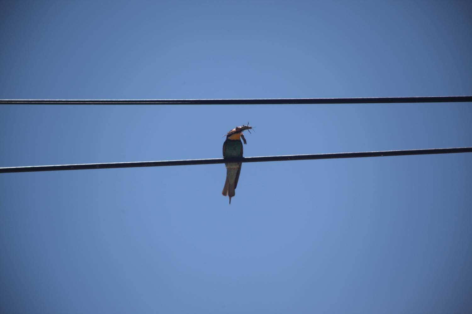 Photo #13704715