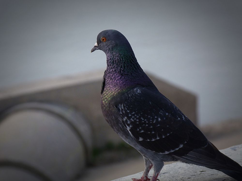Photograph by Валерий Алфимов