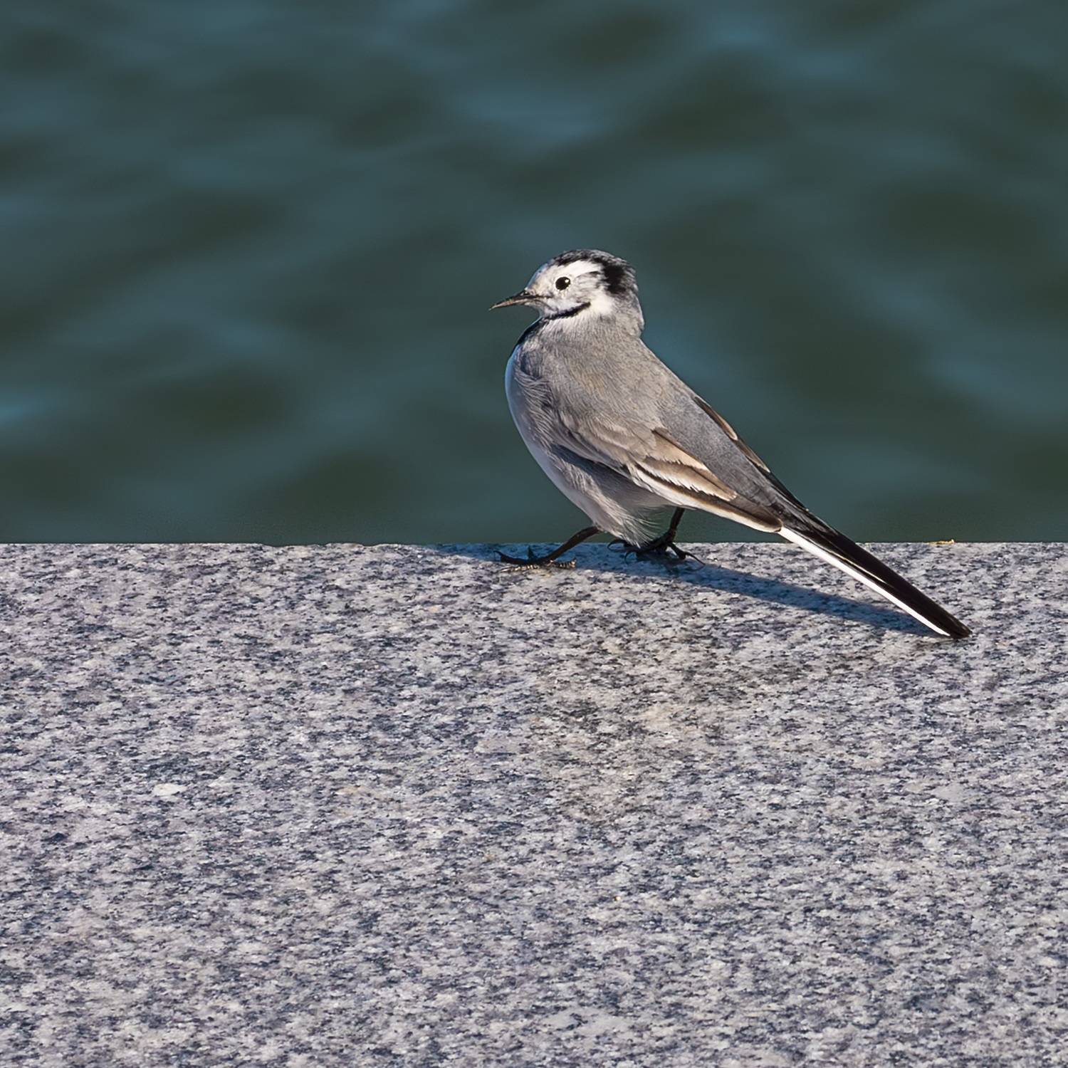 Photo #13704733