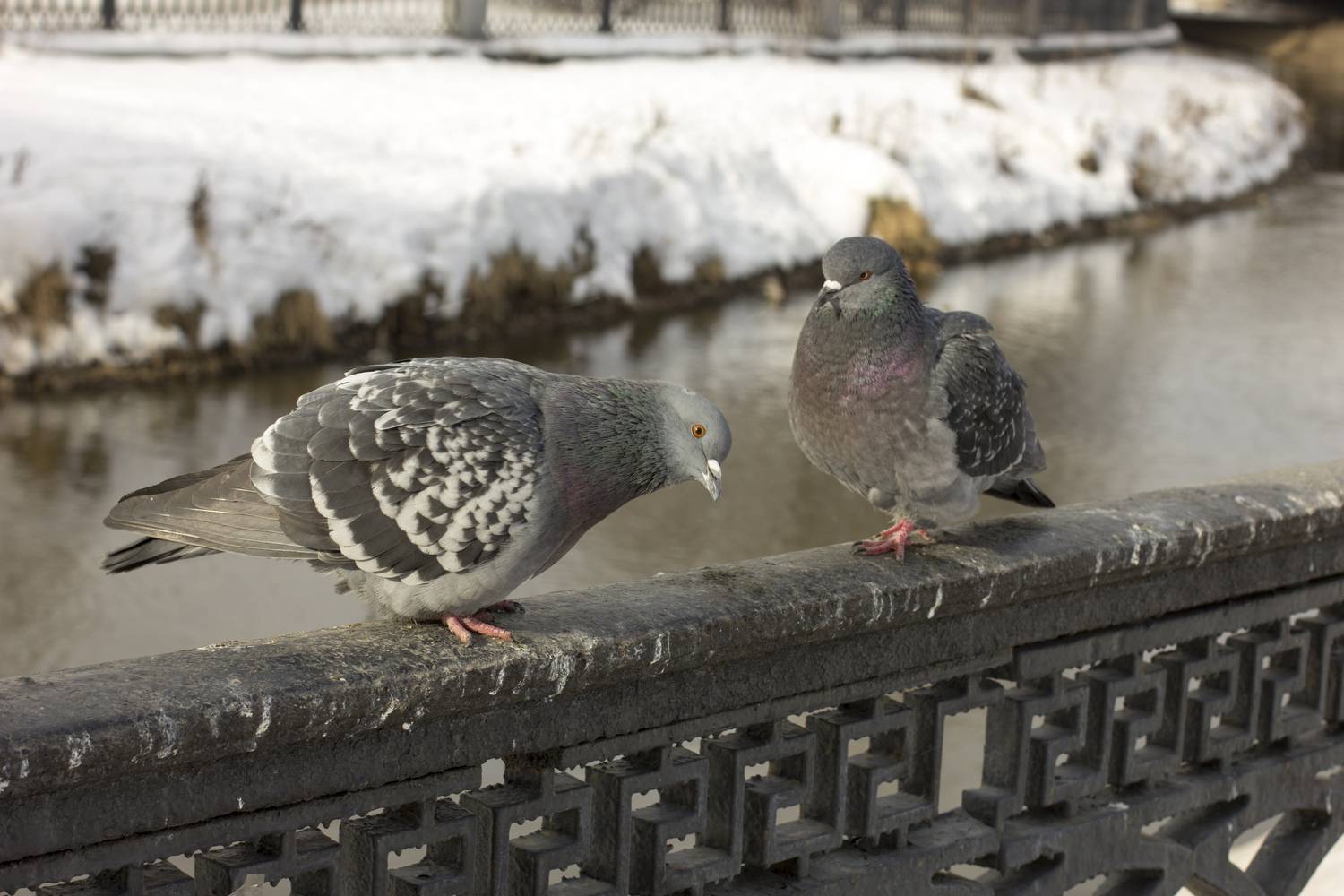 Photo #13704757