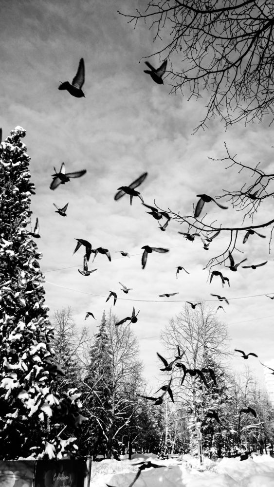 Photo #13704926