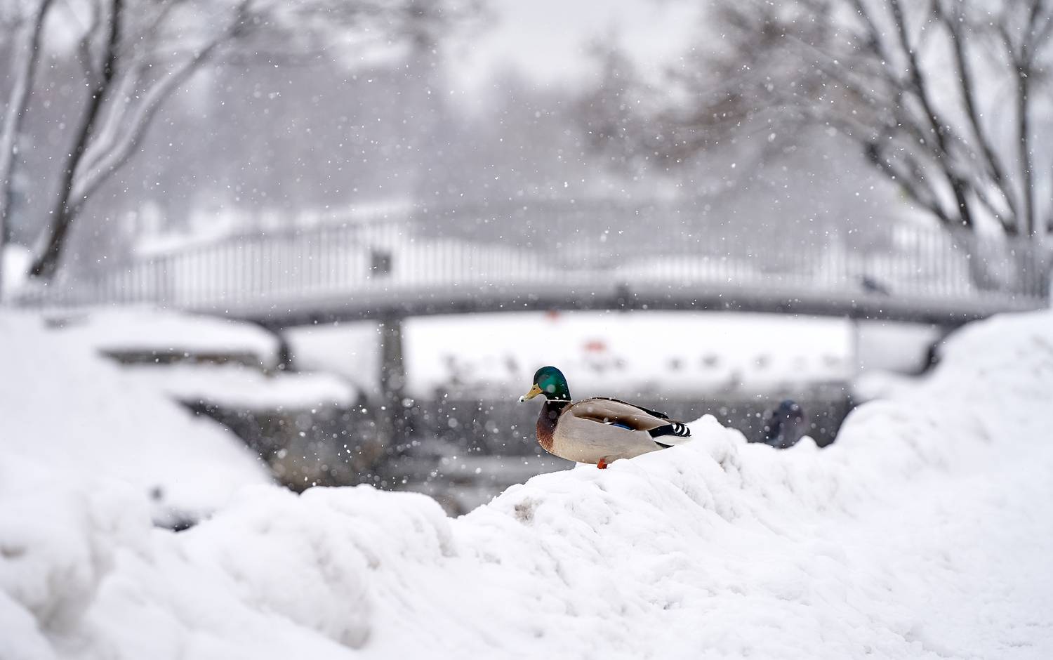 Photo #13704957