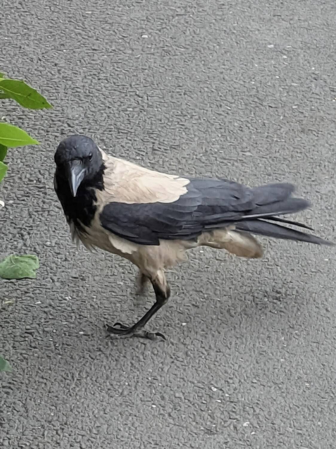 Photo #13705034