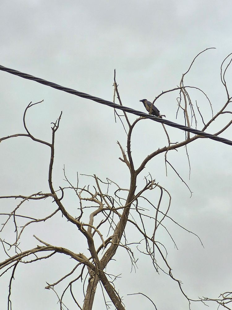Photograph by Davoud Naeimi