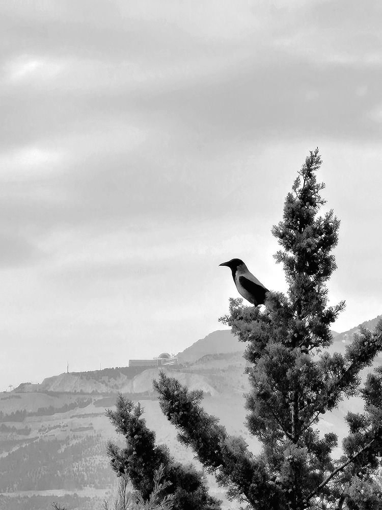 Photograph by Davoud Naeimi