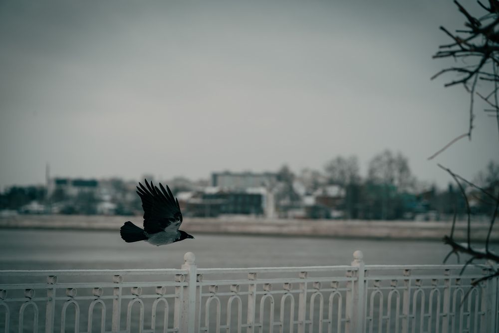 Photo #13705226
