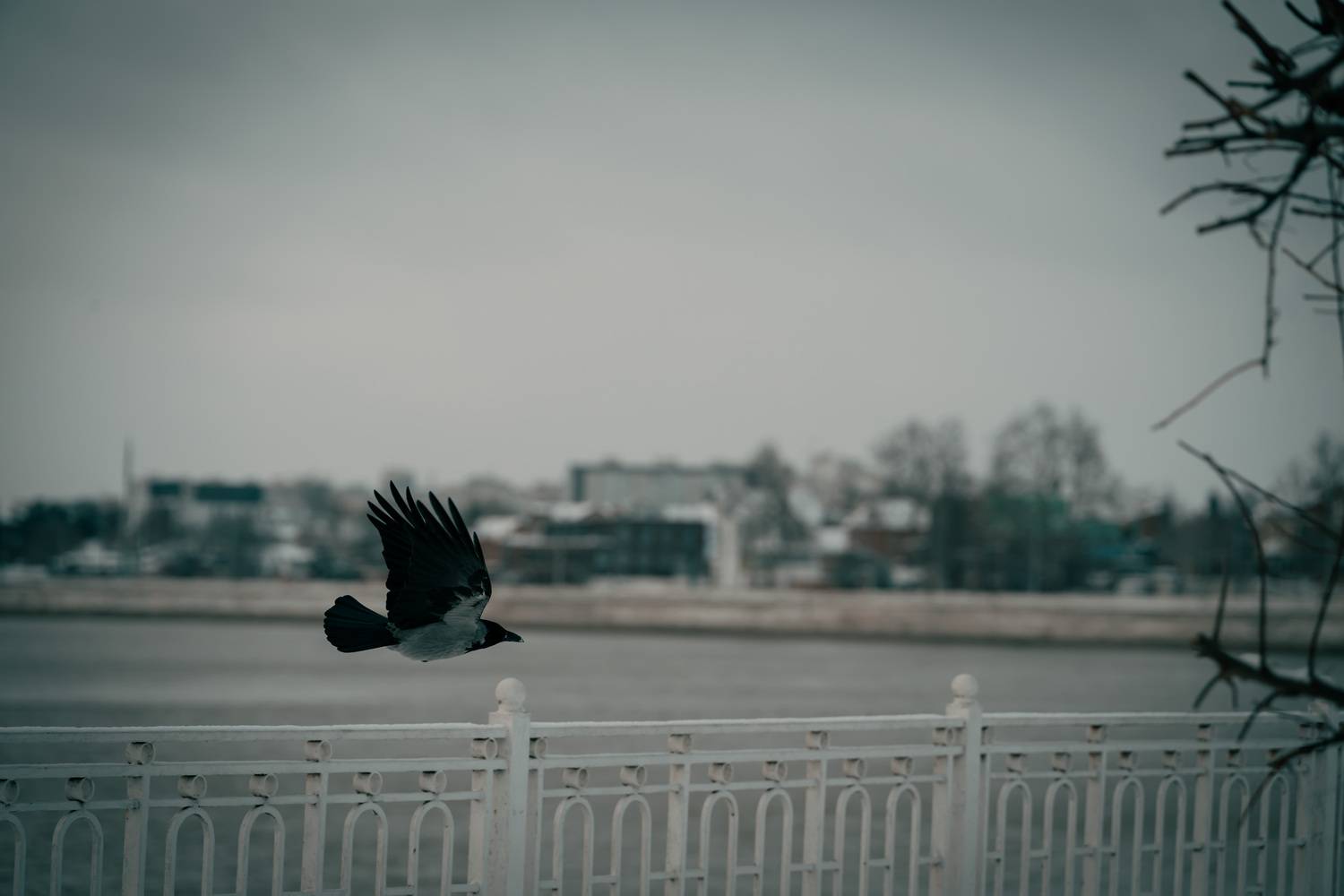 Photo #13705226
