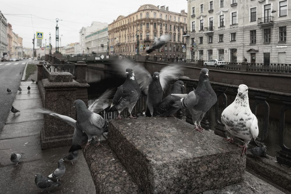 Photograph by Светлана Воробьёва