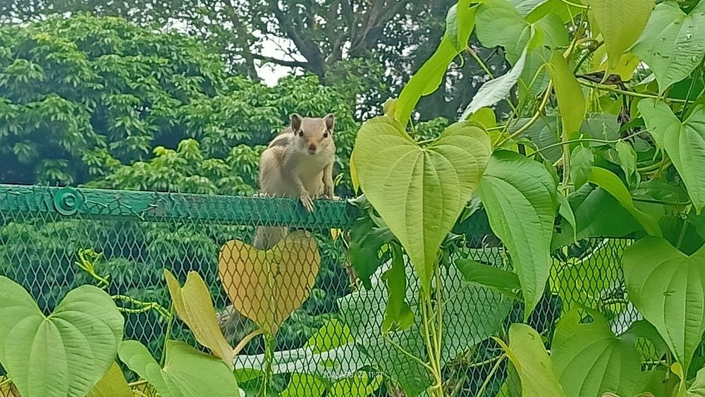 My Garden visitor