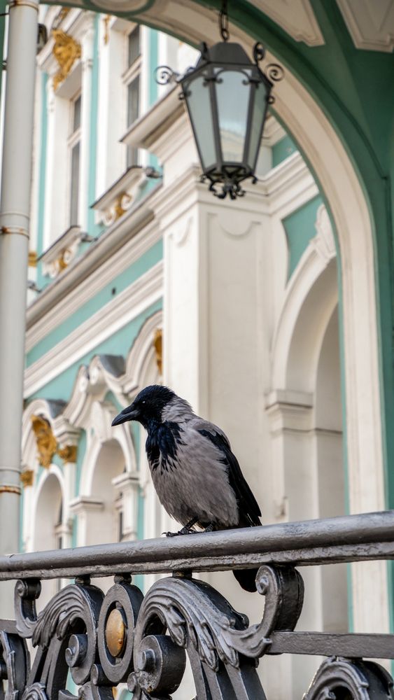 Птица на фоне Зимнего дворца.