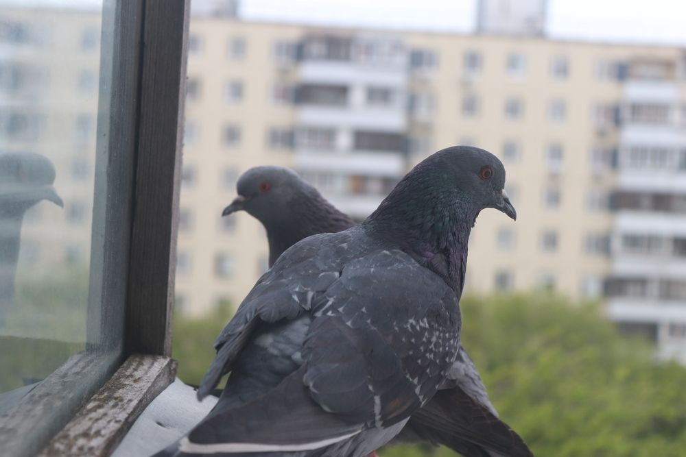 Photograph by Ирина Садовникова