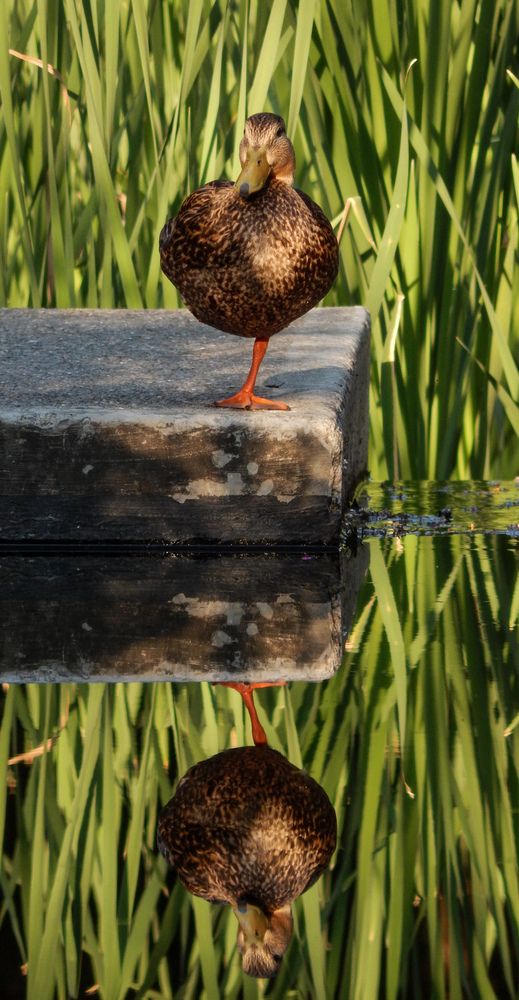 Photo #13705642