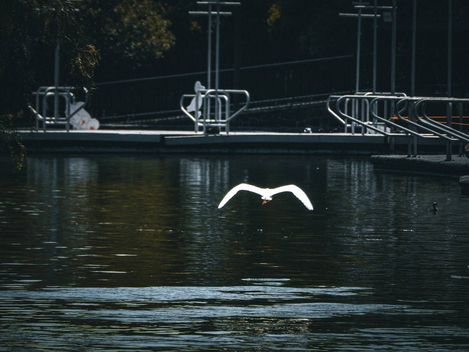 Photo #13705646