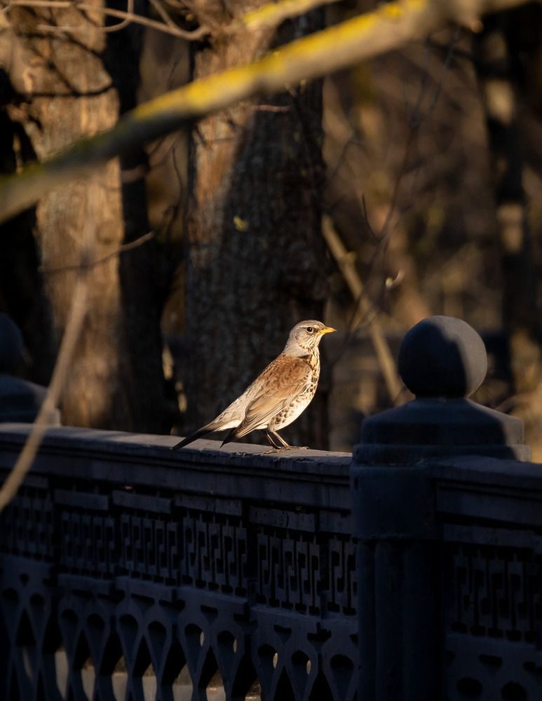 Photograph by Владимир Охрименко