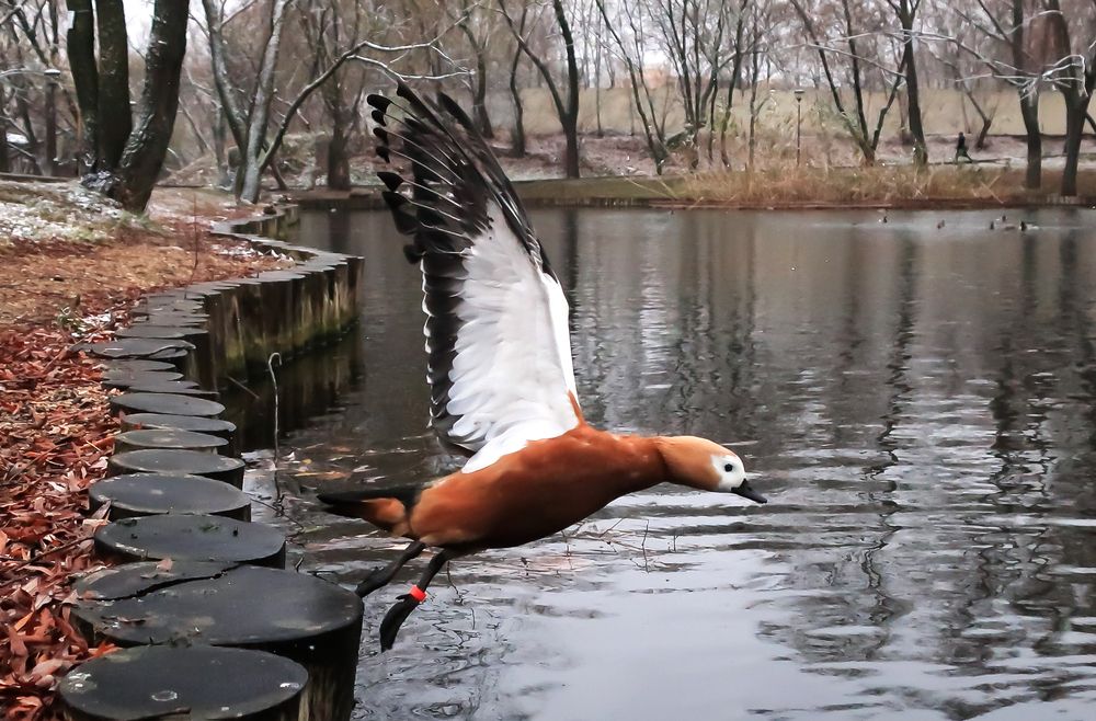 Photograph by Владимир Охрименко