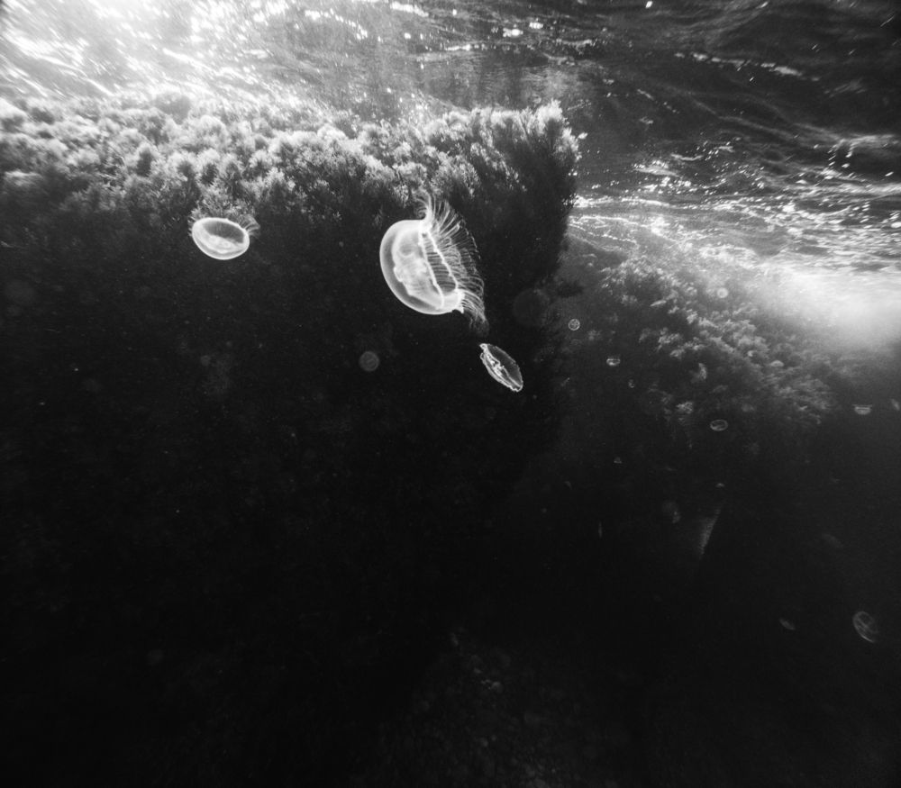 Photo #13706085