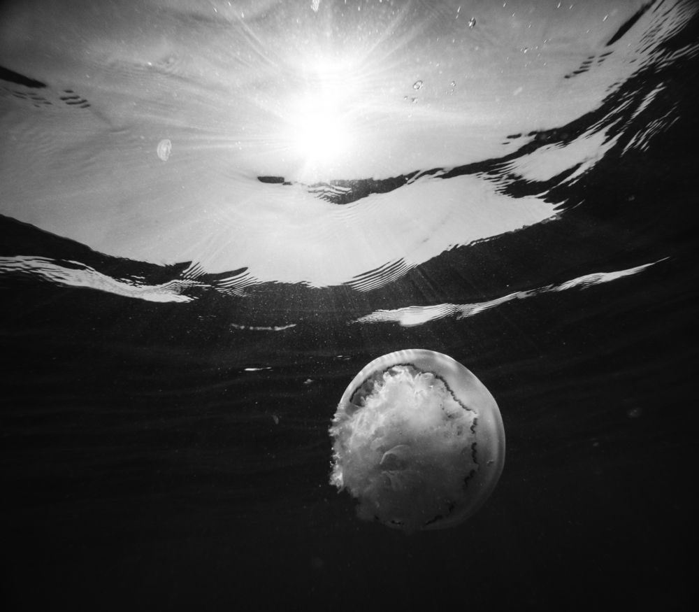 Photo #13706088