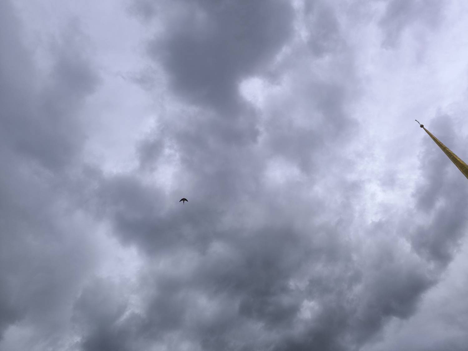 Photo #13706226