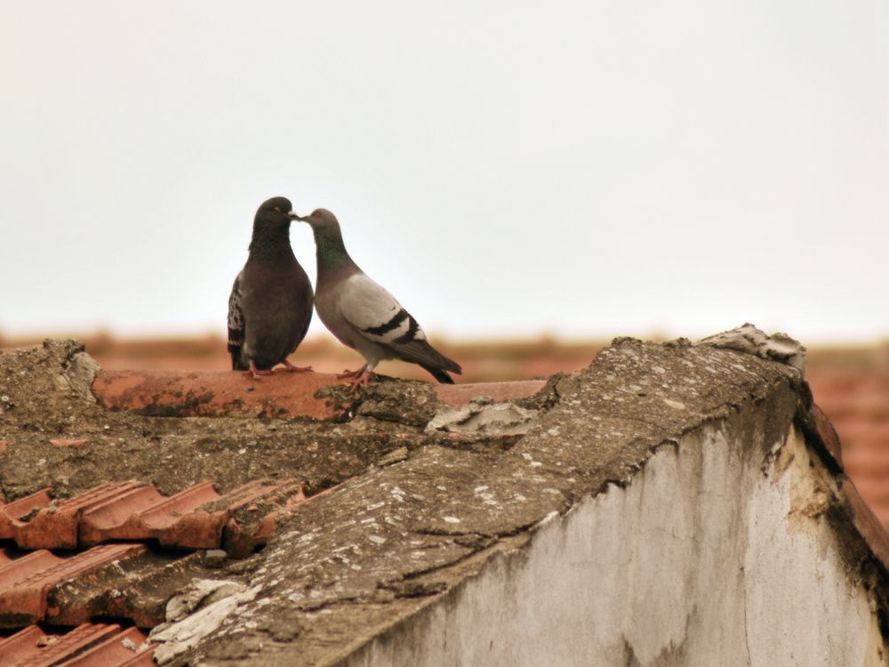 Photograph by Mohamed Djaid