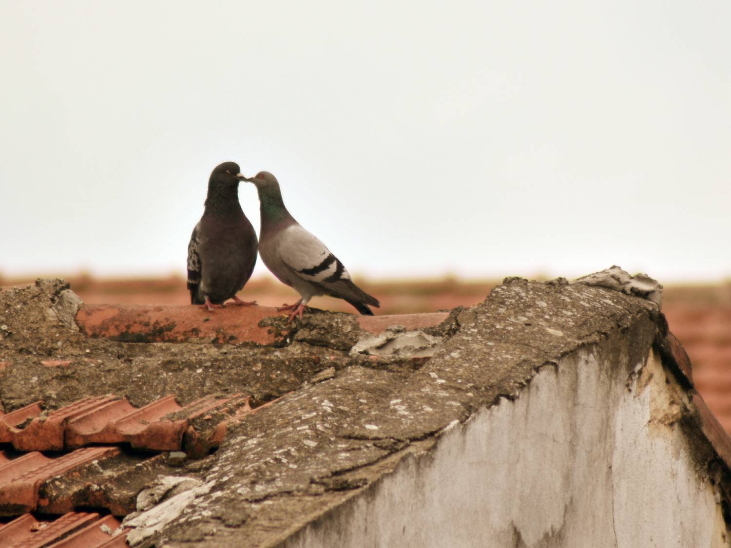 Photo #13706405