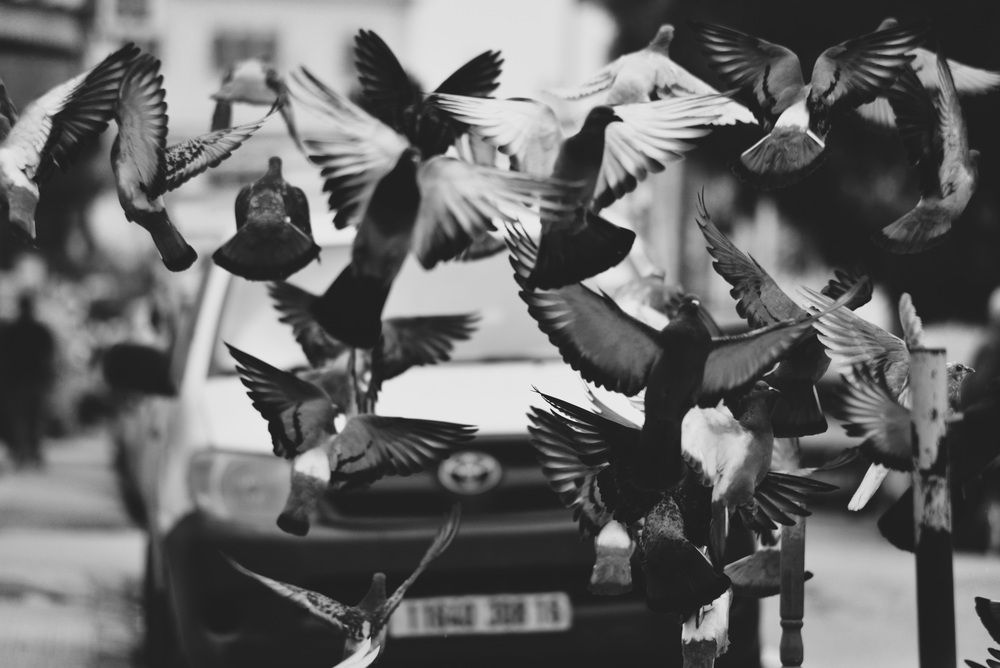 Photograph by Mohamed Djaid
