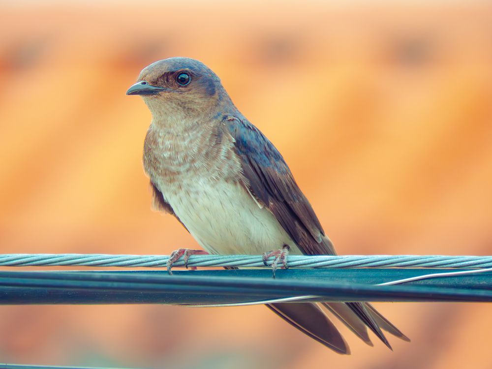 Photograph by Valmir Fernando da Silva