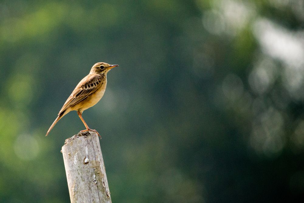 Photograph by Sagnick halder