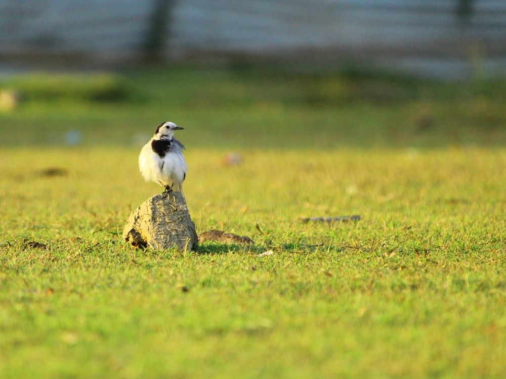 Photograph by Sagnick halder