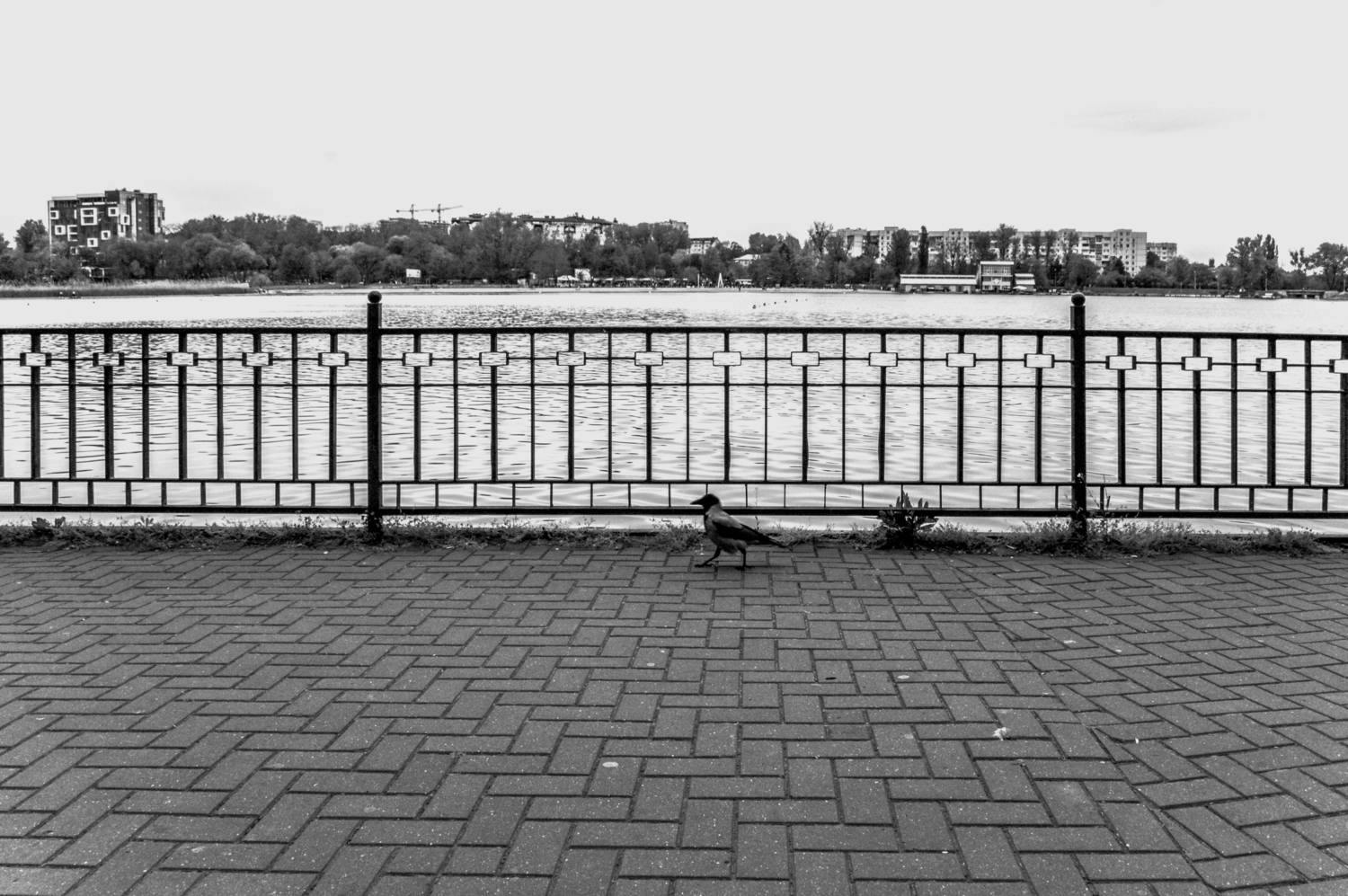 Photo #13706617
