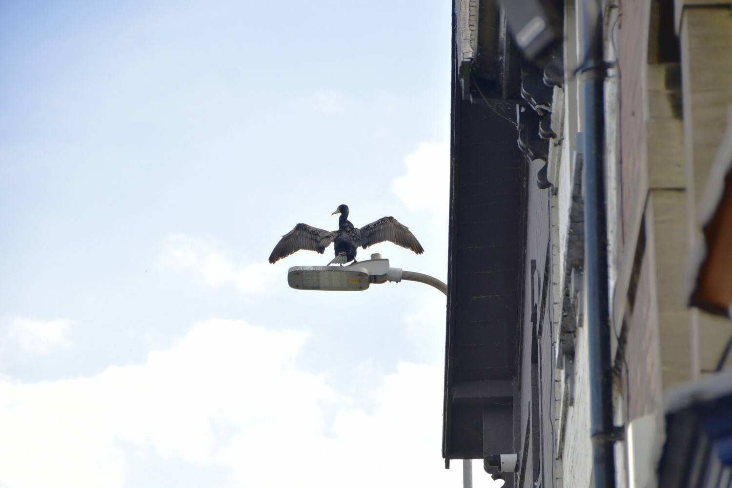 Photo #13706620