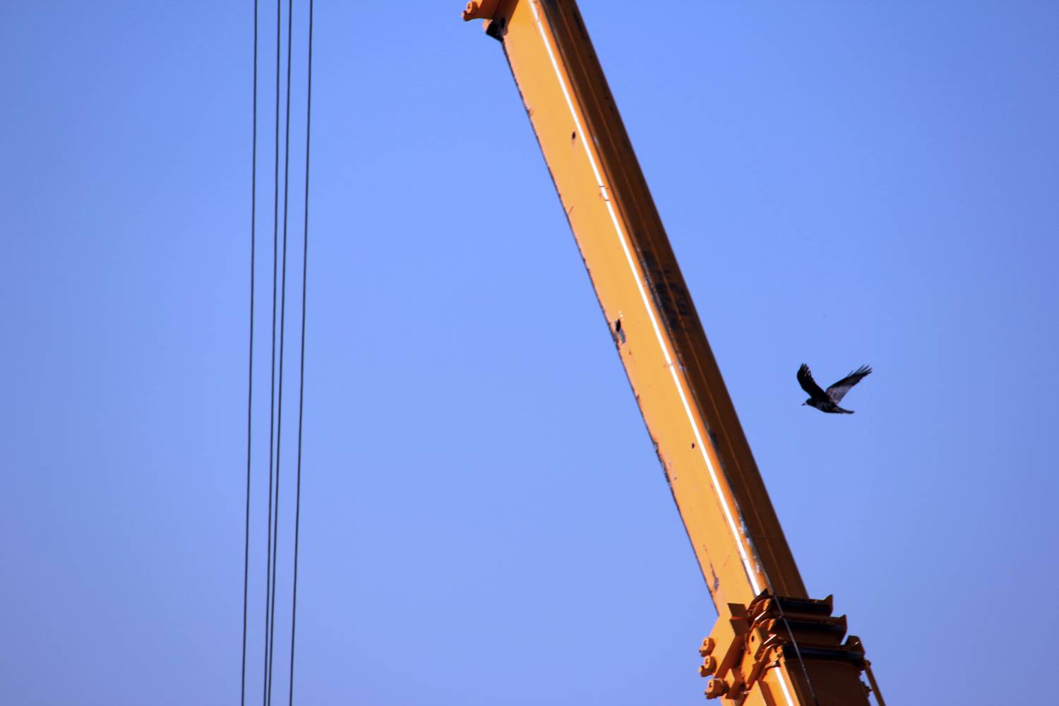 Photo #13706648