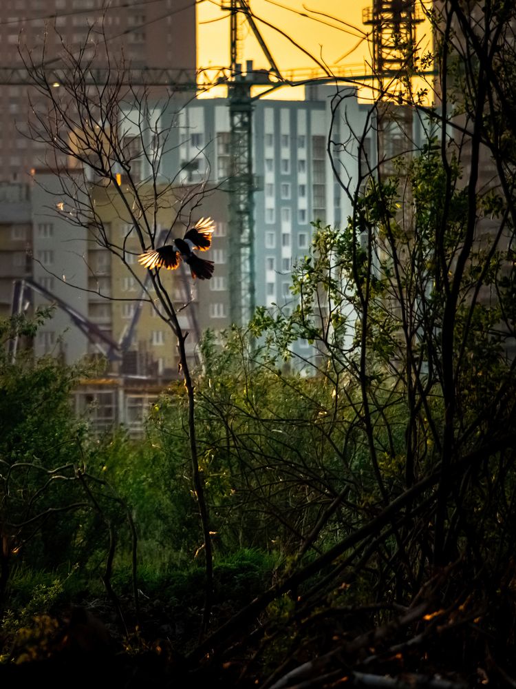Photograph by Ameisensaur