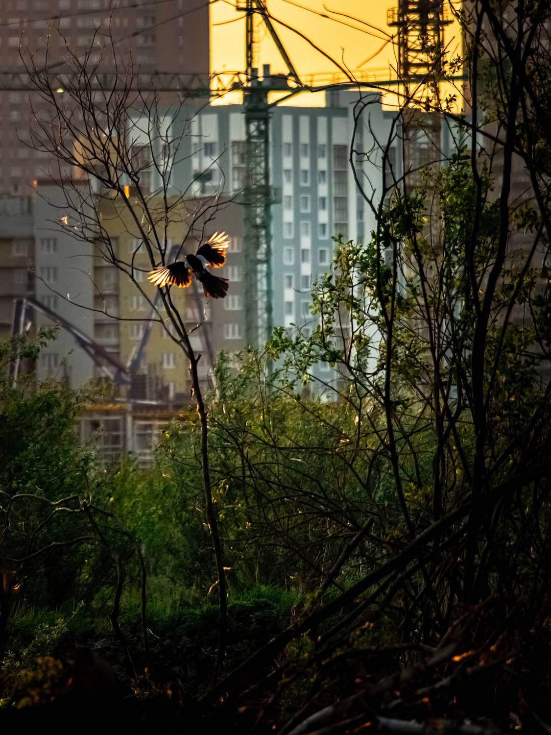 Photo #13706680