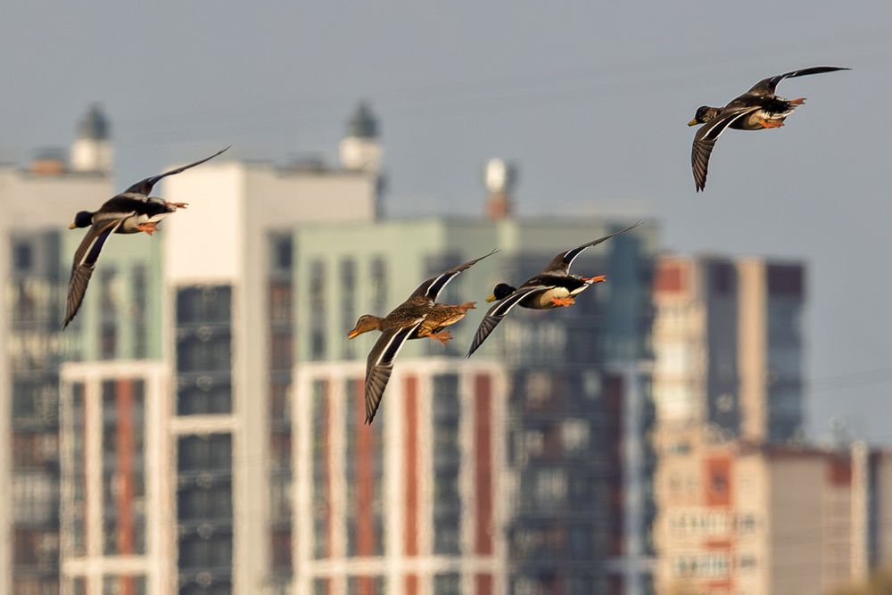 Photograph by Леонид Никитин
