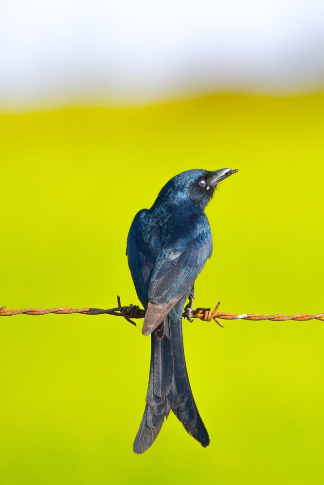 Black Drongo