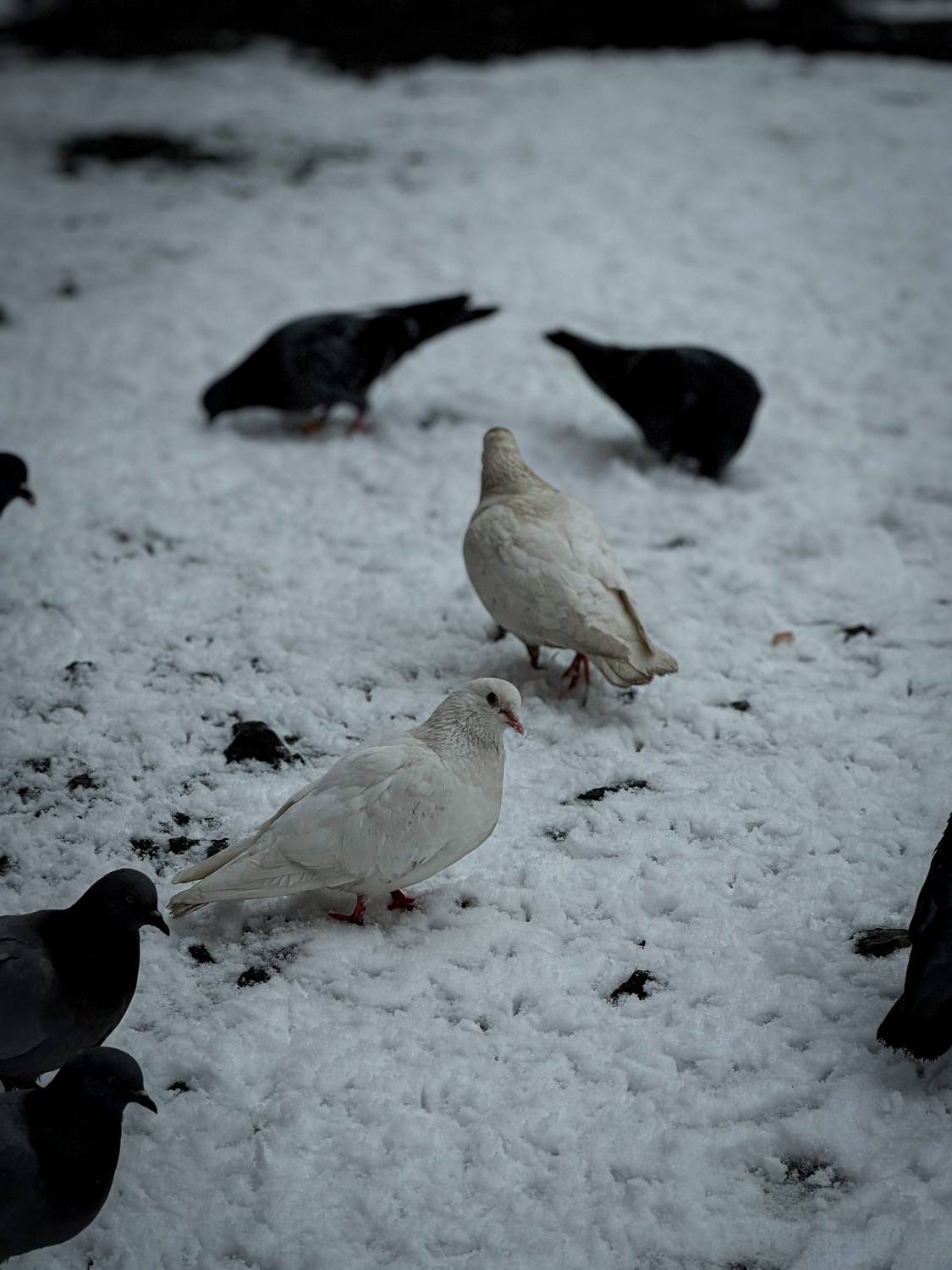 Photo #13706837