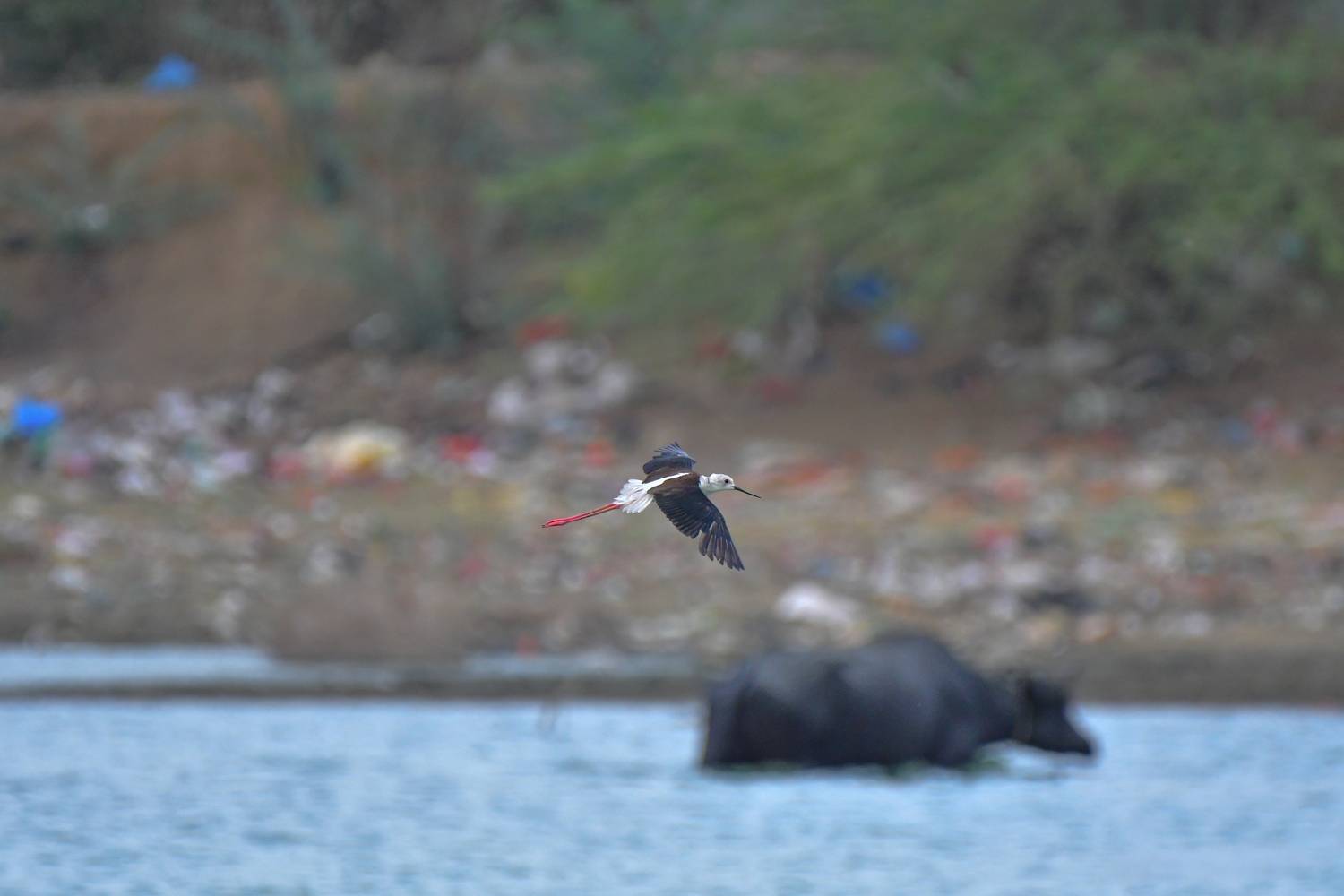 Black-winged Stilt