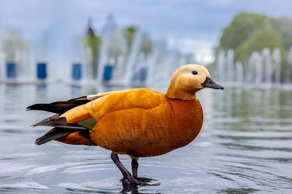 Photograph by Денис Базаров