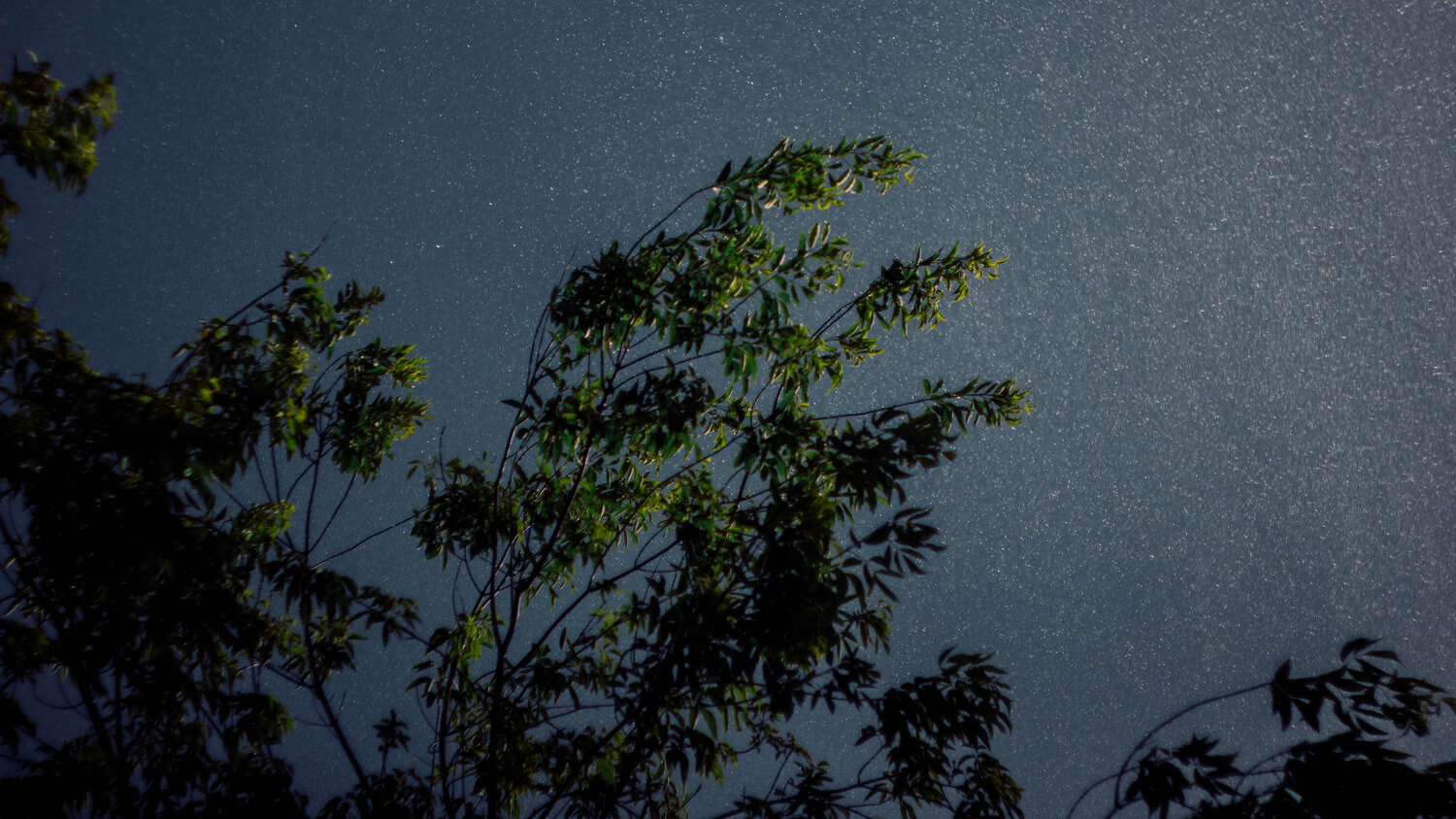 Photo #13707078