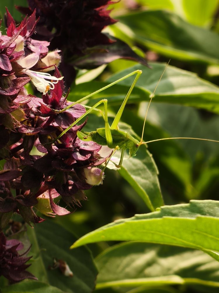 A bush cricket