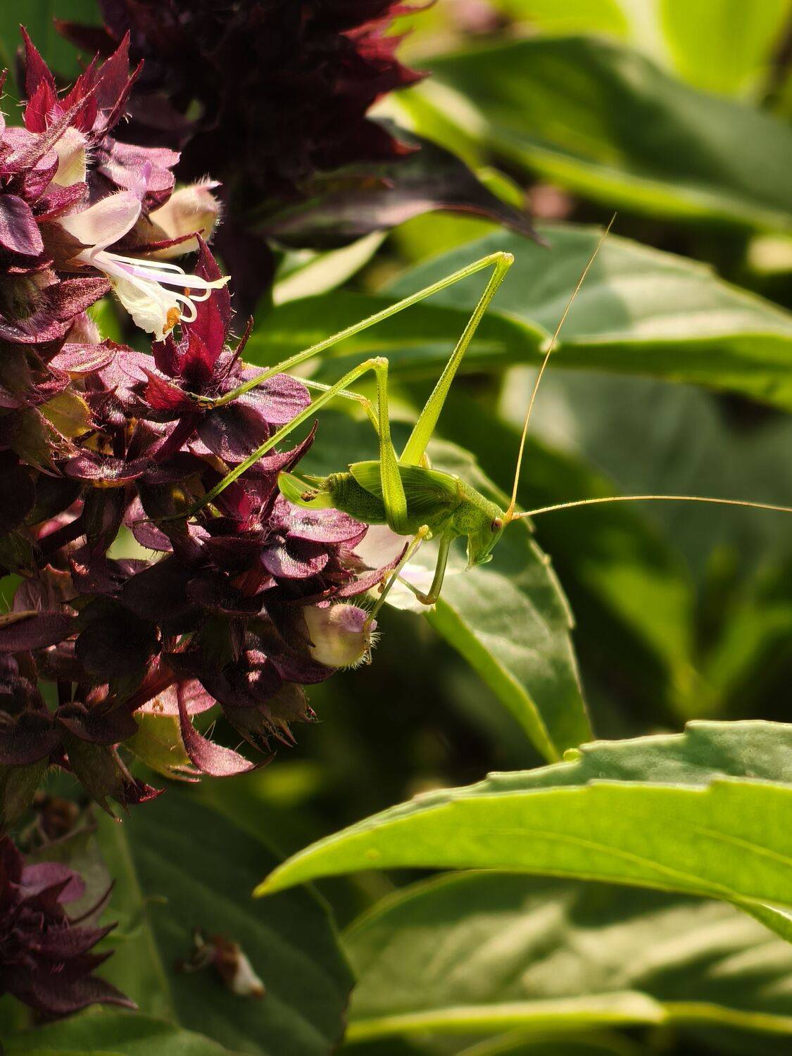 A bush cricket A bush cricket