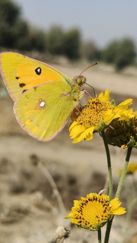 Yellow butterfly
